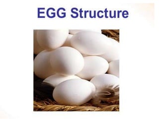 Egg structure