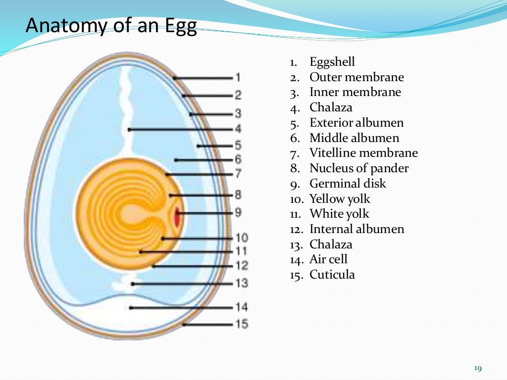 Egg structure and chemical composition