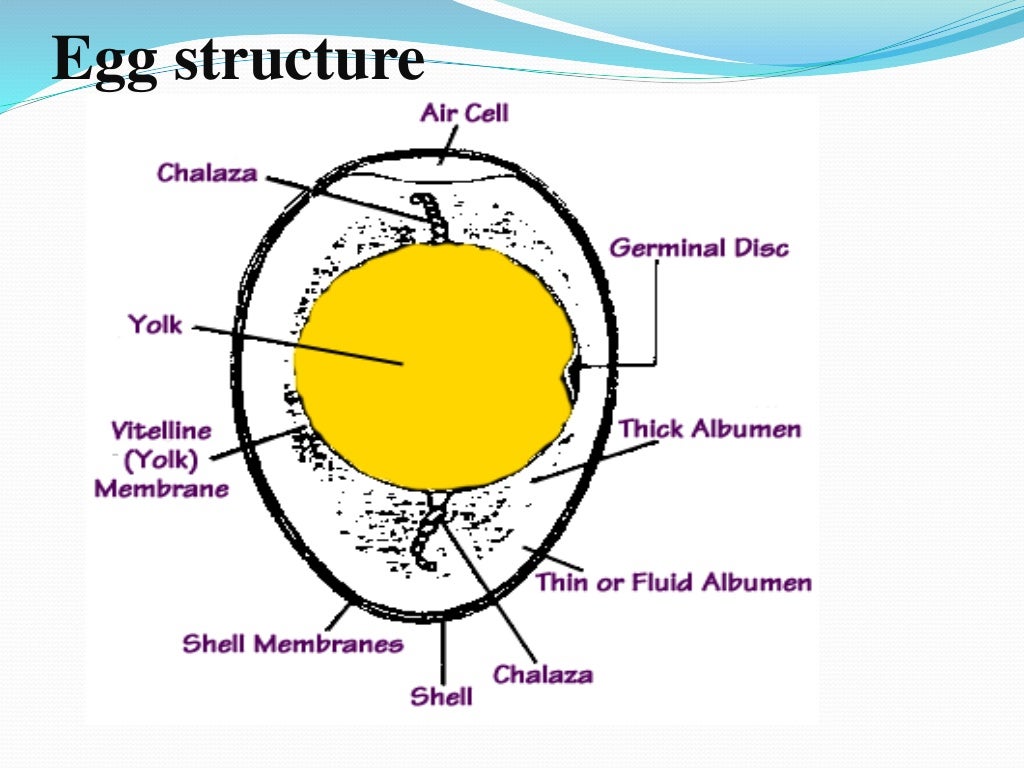 Egg structure and chemical composition