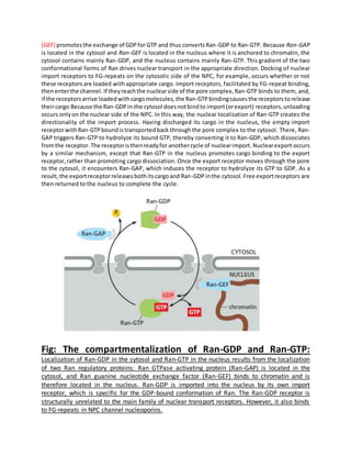 (GEF) promotesthe exchange of GDPfor GTP and thus convertsRan-GDP to Ran-GTP. Because Ran-GAP
is located in the cytosol and Ran-GEF is located in the nucleus where it is anchored to chromatin, the
cytosol contains mainly Ran-GDP, and the nucleus contains mainly Ran-GTP. This gradient of the two
conformational forms of Ran drives nuclear transport in the appropriate direction. Docking of nuclear
import receptors to FG-repeats on the cytosolic side of the NPC, for example, occurs whether or not
these receptors are loaded with appropriate cargo. Import receptors, facilitated by FG-repeat binding,
thenenterthe channel.If theyreachthe nuclearside of the pore complex, Ran-GTP binds to them, and,
if the receptorsarrive loadedwithcargomolecules, the Ran-GTPbindingcausesthe receptorstorelease
theircargo Because the Ran-GDPin the cytosol doesnotbindto import(orexport) receptors,unloading
occurs onlyon the nuclear side of the NPC. In this way, the nuclear localization of Ran-GTP creates the
directionality of the import process. Having discharged its cargo in the nucleus, the empty import
receptorwith Ran-GTPboundistransportedback throughthe pore complex to the cytosol. There, Ran-
GAP triggers Ran-GTP to hydrolyze its bound GTP, thereby converting it to Ran-GDP, which dissociates
fromthe receptor.The receptoristhenreadyfor anothercycle of nuclearimport. Nuclearexport occurs
by a similar mechanism, except that Ran-GTP in the nucleus promotes cargo binding to the export
receptor,rather than promoting cargo dissociation. Once the export receptor moves through the pore
to the cytosol, it encounters Ran-GAP, which induces the receptor to hydrolyze its GTP to GDP. As a
result,the exportreceptorreleasesbothitscargoand Ran-GDPinthe cytosol.Free exportreceptors are
then returned to the nucleus to complete the cycle.
Fig: The compartmentalization of Ran-GDP and Ran-GTP:
Localization of Ran-GDP in the cytosol and Ran-GTP in the nucleus results from the localization
of two Ran regulatory proteins: Ran GTPase activating protein (Ran-GAP) is located in the
cytosol, and Ran guanine nucleotide exchange factor (Ran-GEF) binds to chromatin and is
therefore located in the nucleus. Ran-GDP is imported into the nucleus by its own import
receptor, which is specific for the GDP-bound conformation of Ran. The Ran-GDP receptor is
structurally unrelated to the main family of nuclear transport receptors. However, it also binds
to FG-repeats in NPC channel nucleoporins.
 