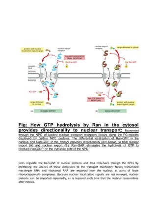 Fig: How GTP hydrolysis by Ran in the cytosol
provides directionality to nuclear transport: Movement
through the NPC of loaded nuclear transport receptors occurs along the FG-repeats
displayed by certain NPC proteins. The differential localization of Ran-GTP in the
nucleus and Ran-GDP in the cytosol provides directionality (red arrows) to both nuclear
import (A) and nuclear export (B). Ran-GAP stimulates the hydrolysis of GTP to
produce Ran-GDP on the cytosolic side of the NPC
Cells regulate the transport of nuclear proteins and RNA molecules through the NPCs by
controlling the access of these molecules to the transport machinery. Newly transcribed
messenger RNA and ribosomal RNA are exported from the nucleus as parts of large
ribonucleoprotein complexes. Because nuclear localization signals are not removed, nuclear
proteins can be imported repeatedly, as is required each time that the nucleus reassembles
after mitosis.
 