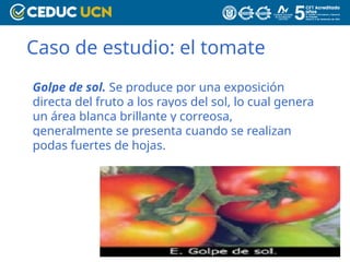 Caso de estudio: el tomate
Golpe de sol. Se produce por una exposición
directa del fruto a los rayos del sol, lo cual genera
un área blanca brillante y correosa,
generalmente se presenta cuando se realizan
podas fuertes de hojas.
 