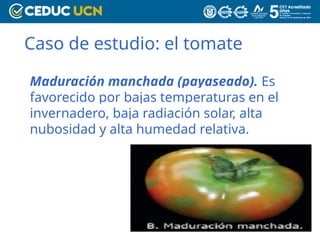 Caso de estudio: el tomate
Maduración manchada (payaseado). Es
favorecido por bajas temperaturas en el
invernadero, baja radiación solar, alta
nubosidad y alta humedad relativa.
 