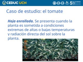 Caso de estudio: el tomate
Hoja enrollada. Se presenta cuando la
planta es sometida a condiciones
extremas de altas o bajas temperaturas
y radiación directa del sol sobre la
planta.
 