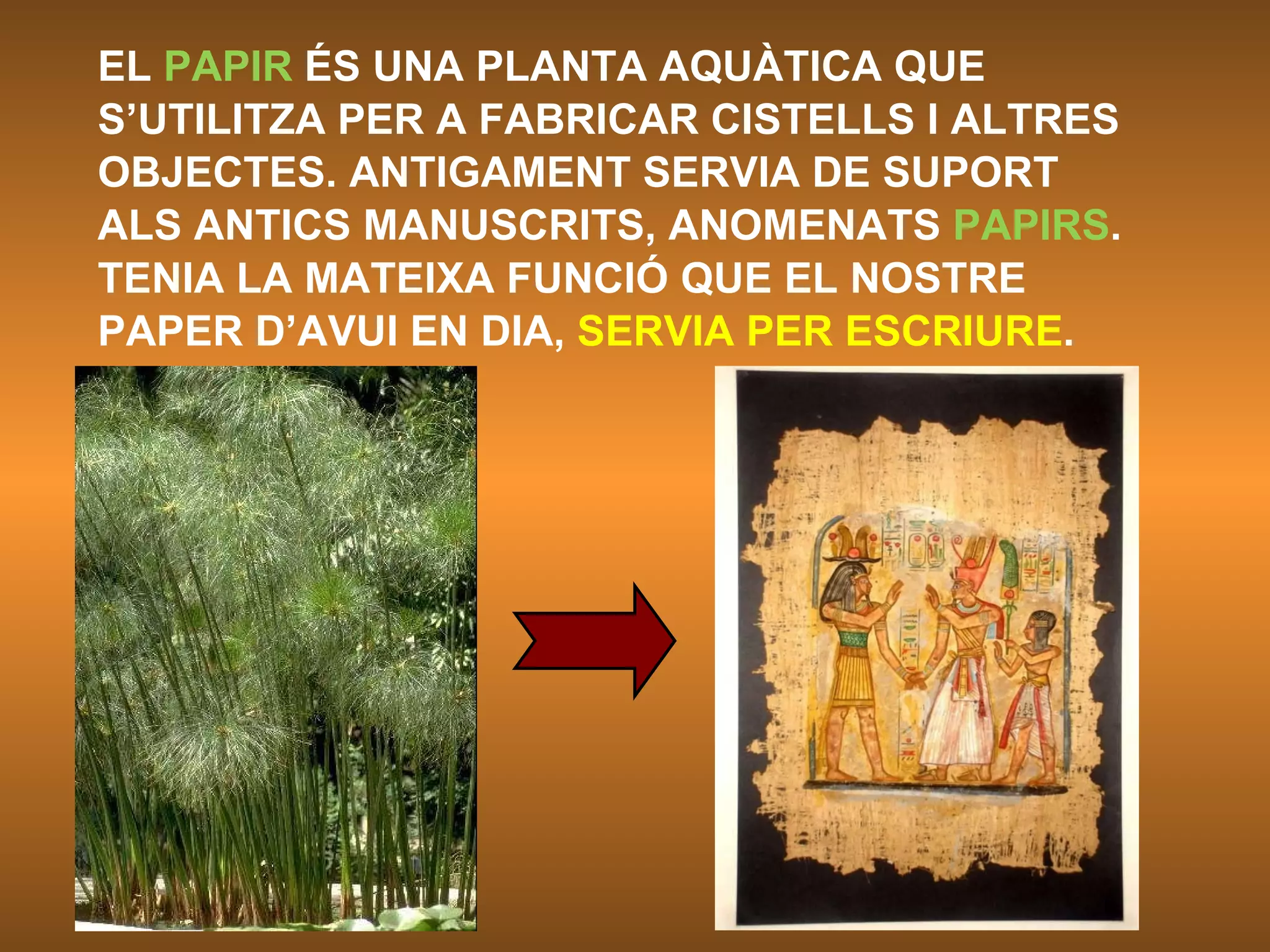 EL  PAPIR  ÉS UNA PLANTA AQUÀTICA QUE S’UTILITZA PER A FABRICAR CISTELLS I ALTRES OBJECTES. ANTIGAMENT SERVIA DE SUPORT ALS ANTICS MANUSCRITS, ANOMENATS  PAPIRS . TENIA LA MATEIXA FUNCIÓ QUE EL NOSTRE PAPER D’AVUI EN DIA,  SERVIA PER ESCRIURE . 
