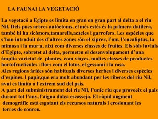 LA FAUNAI LA VEGETACIÓ La vegetacó a Egipte es limita en gran en gran part al delta a el riu Nil. Dels pocs arbres autòctoms, el més estés és la palmera datilera,  també hi ha sicòmors,tamarells,acàcies i garrofers. Les espècies que s’han introduit des d’altres zones són el xiprer, l’om, l’eucaliptus, la mimosa i la murta, així com diverses classes de fruites. Els sóls luvials d’Egipte, sobretot al delta, permeten el desenvolupament d’una  ámplia varietat de  plantes, com vinyes, moltes classes de productes  hortofructícoles i flors com el lotus, el gessami i la rosa. Ales regions àrides són habituals diverses herbes i diverses espécies  d’espines. l papir,que era molt abundant per les riberes del riu Nil, avui es limita a l’extrem sud del país. A part del subministrament del riu Nil, l’unic riu que proveeix el pais durant tot l’any, l’aigua dolça escasseja. El ràpid augment demogràfic està esgotant els recursos naturals i erosionant les terres de conreu. 
