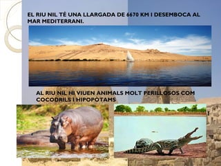 EL RIU NIL TÉ UNA LLARGADA DE 6670 KM I DESEMBOCA AL
MAR MEDITERRANI.




  AL RIU NIL HI VIUEN ANIMALS MOLT PERILLOSOS COM
  COCODRILS I HIPOPÒTAMS
 