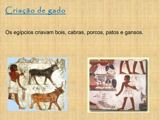 Criação de gado Os egípcios criavam bois, cabras, porcos, patos e gansos.  