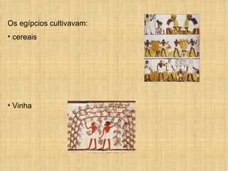 Os egípcios cultivavam: cereais  Vinha  