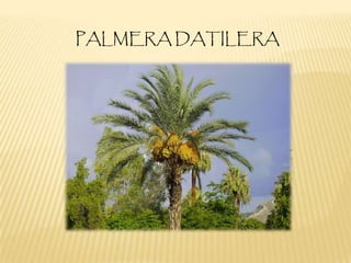 PALMERA DATILERA