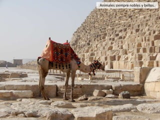 Animales siempre nobles y bellos.
 