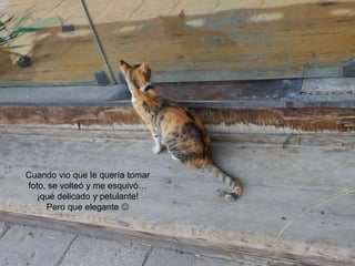 Cuando vio que le quería tomar
foto, se volteó y me esquivó…
¡qué delicado y petulante!
Pero que elegante 
 