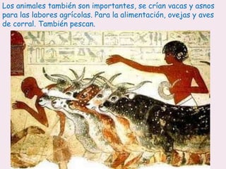 Los animales también son importantes, se crían vacas y asnos
para las labores agrícolas. Para la alimentación, ovejas y aves
de corral. También pescan.
 