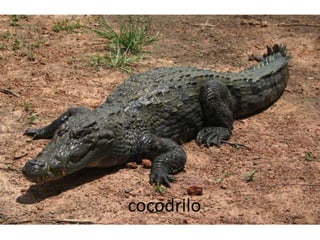 cocodrilo
 