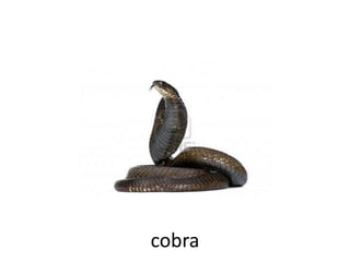 cobra
 