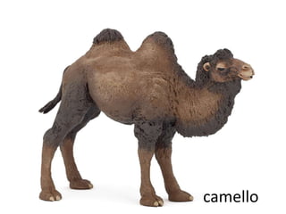 camello
 