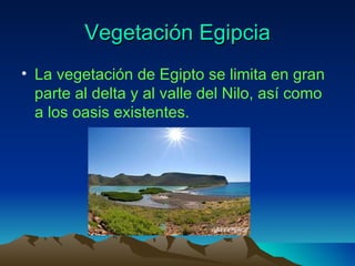 Vegetación Egipcia
• La vegetación de Egipto se limita en gran
  parte al delta y al valle del Nilo, así como
  a los oasis existentes.
 