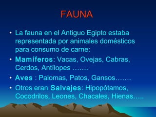 FAUNA
• La fauna en el Antiguo Egipto estaba
  representada por animales domésticos
  para consumo de carne:
• Mamíferos: Vacas, Ovejas, Cabras,
  Cerdos, Antílopes …….
• Aves : Palomas, Patos, Gansos…….
• Otros eran Salvajes: Hipopótamos,
  Cocodrilos, Leones, Chacales, Hienas…..
 