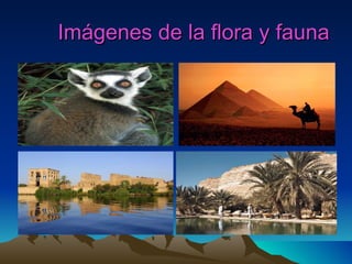 Imágenes de la flora y fauna
 