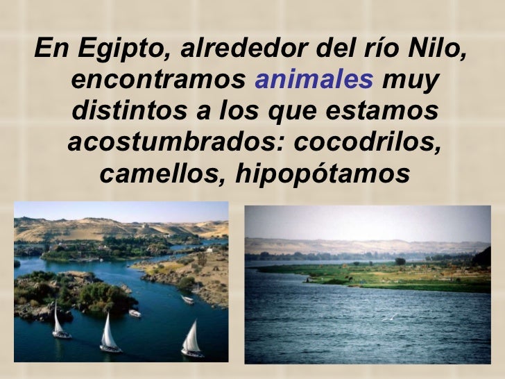 En Egipto, alrededor del río Nilo,  encontramos  animales  muy distintos a los que estamos acostumbrados: cocodrilos, came...