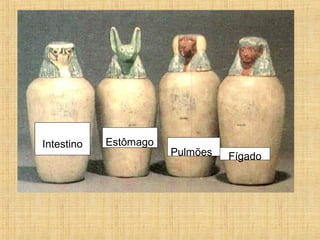 Intestino Estômago Pulmões Fígado 