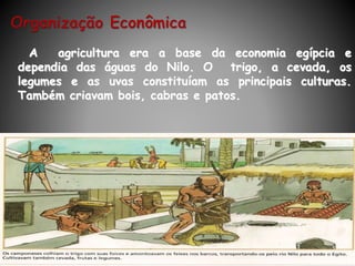A agricultura era a base da economia egípcia e
dependia das águas do Nilo. O trigo, a cevada, os
legumes e as uvas constituíam as principais culturas.
Também criavam bois, cabras e patos.
 