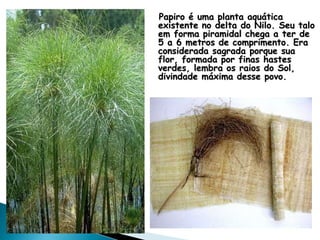 Papiro é uma planta aquática
existente no delta do Nilo. Seu talo
em forma piramidal chega a ter de
5 a 6 metros de comprimento. Era
considerada sagrada porque sua
flor, formada por finas hastes
verdes, lembra os raios do Sol,
divindade máxima desse povo.
 