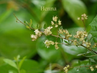 Henna
 