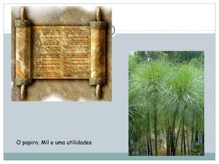 O papiro. Mil e uma utilidades
 