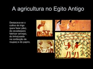 A agricultura no Egito Antigo
Destacava-se o
cultivo do trigo
(para fazer pão),
da cevada(para
fabricar cerveja),
do linho(usado
na confecção de
roupas) e do papiro.
 