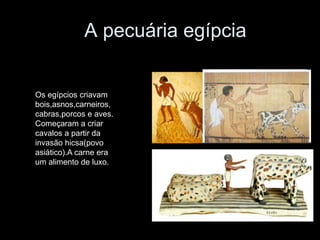 A pecuária egípcia
Os egípcios criavam
bois,asnos,carneiros,
cabras,porcos e aves.
Começaram a criar
cavalos a partir da
invasão hicsa(povo
asiático).A carne era
um alimento de luxo.
 