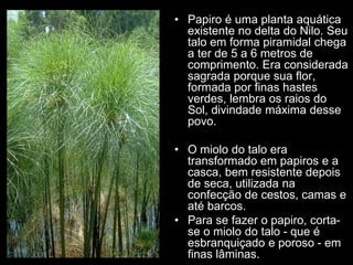 • Papiro é uma planta aquática
existente no delta do Nilo. Seu
talo em forma piramidal chega
a ter de 5 a 6 metros de
comprimento. Era considerada
sagrada porque sua flor,
formada por finas hastes
verdes, lembra os raios do
Sol, divindade máxima desse
povo.
• O miolo do talo era
transformado em papiros e a
casca, bem resistente depois
de seca, utilizada na
confecção de cestos, camas e
até barcos.
• Para se fazer o papiro, corta-
se o miolo do talo - que é
esbranquiçado e poroso - em
finas lâminas.
 