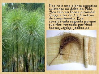 Papiro é uma planta aquática existente no delta do Nilo. Seu talo em forma piramidal chega a ter de 5 a 6 metros de comprimento. Era considerada sagrada porque sua flor, formada por finas hastes verdes, lembra os raios do Sol, divindade máxima desse povo.  
