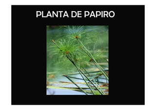 PLANTA DE PAPIRO
 