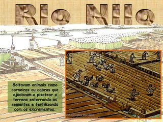 Soltavam animais como
carneiros ou cabras que
ajudavam a pisotear o
terreno enterrando as
sementes e fertilizando
com os excrementos.
Prof. Douglas Barraqui
www.dougnahistoria.blogspot.com
 