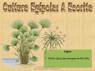 Papiro
 Planta típica das margens do Rio Nilo.
Prof. Douglas Barraqui
www.dougnahistoria.blogspot.com
 