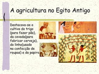 A agricultura no Egito Antigo
Destacava-se o
cultivo do trigo
(para fazer pão),
da cevada(para
fabricar cerveja),
do linho(usado
na confecção de
roupas) e do papiro.
 