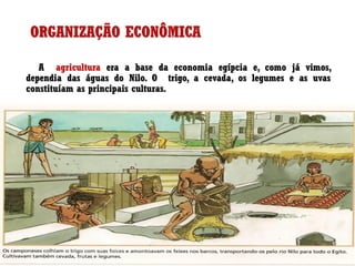 ORGANIZAÇÃO ECONÔMICA
A agricultura era a base da economia egípcia e, como já vimos,
dependia das águas do Nilo. O trigo, a cevada, os legumes e as uvas
constituíam as principais culturas.
 