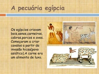A pecuária egípcia
Os egípcios criavam
bois,asnos,carneiros,
cabras,porcos e aves.
Começaram a criar
cavalos a partir da
invasão hicsa(povo
asiático).A carne era
um alimento de luxo.
 