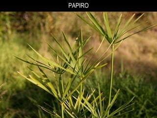 PAPIRO
 