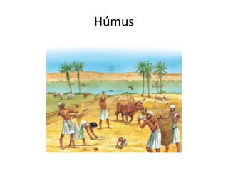 Húmus
 