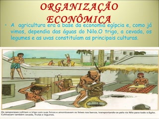 ORGANIZAÇÃO
ECONÔMICA• A agricultura era a base da economia egípcia e, como já
vimos, dependia das águas do Nilo.O trigo, a cevada, os
legumes e as uvas constituíam as principais culturas.
 