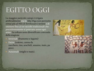 La maggior parte dei campi è irrigata
artificialmente ma la Alta Diga non permette
ormai più al Nilo di fertilizzare i terreni e di
ottenere fino ai tre raccolti tradizionali che
precedentemente si potevano avere ogni
anno. Le colture sono diversificate a seconda
della stagione:
 Invernali (frumento e legumi).
 Estive (cotone, canna da
zucchero, riso, arachidi, sesamo, mais, pa
piro).
 Autunnali (miglio e mais).
 