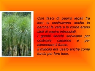 Con fasci di papiro legati fra
loro si costruivano anche le
barche; le vele e le corde erano
steli di papiro intrecciati.
I gambi secchi servivano per
costruire     capanne        e per
alimentare il fuoco.
Il midollo era usato anche come
torcia per fare luce.
 