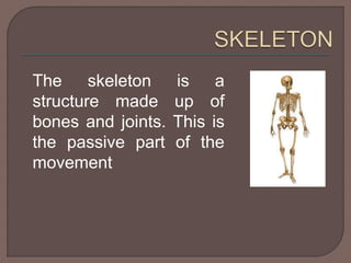 The skeleton is a 
structure made up of 
bones and joints. This is 
the passive part of the 
movement 
 