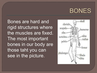 Bones are hard and 
rigid structures where 
the muscles are fixed. 
The most important 
bones in our body are 
those taht you can 
see in the picture. 
 