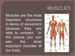 Muscles are the most 
important structures 
in terms of movement 
because they are 
able to contract. In 
the picture you can 
see the most 
important muscles of 
our body. 
 