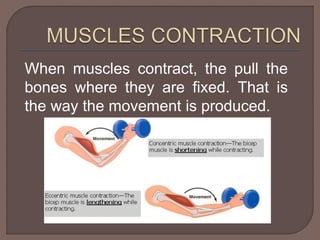 When muscles contract, the pull the 
bones where they are fixed. That is 
the way the movement is produced. 
 