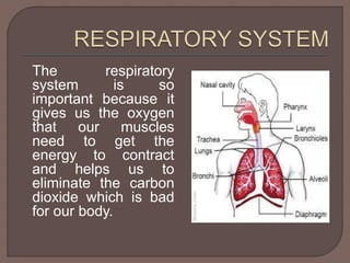 The respiratory 
system is so 
important because it 
gives us the oxygen 
that our muscles 
need to get the 
energy to contract 
and helps us to 
eliminate the carbon 
dioxide which is bad 
for our body. 
 