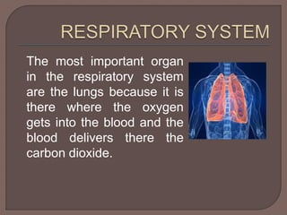 The most important organ 
in the respiratory system 
are the lungs because it is 
there where the oxygen 
gets into the blood and the 
blood delivers there the 
carbon dioxide. 
 